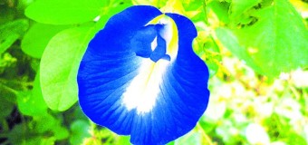 Shankupushpam (Clitoria Ternatea)  – Healing plant in Ayurveda