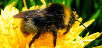 Bumblebees bumble bees – Buzz Pollination