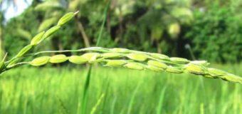 Navara rice NEF (UNF) organic navara rice