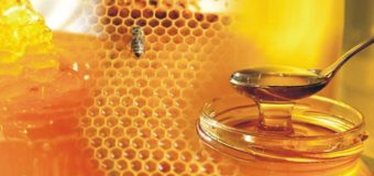 Forest honey – What is forest honey (kattu then)?