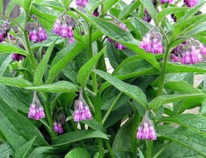 Comfrey - Comphry - Used externally as a healing agent
