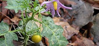 Kantakari(Kandakari or Solanum surattense)-An Easy Relief from Respiratory Disorders