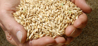 Barley Malt (Yavam Rice) – Helpful in managing type 2 diabetes