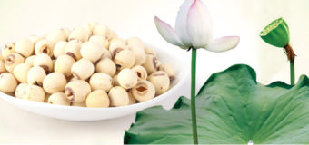 Lotus Seeds (Makhana/Gorgon Nut) – Nutritionally distinct from nuts and seeds