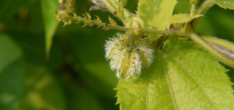 Kodithoova or Kodithuva(Choriyanam or Climbing Nettle) Ayurvedic Medicinal Plant with Itching