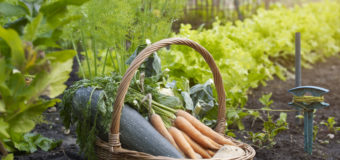 Kitchen-Garden – Why make a kitchen garden? Steps to growing your own food.