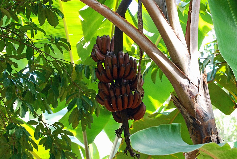 Banana Varieties Common Banana Types In Kerala