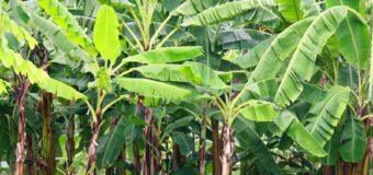 Common Banana Types Available in Kerala