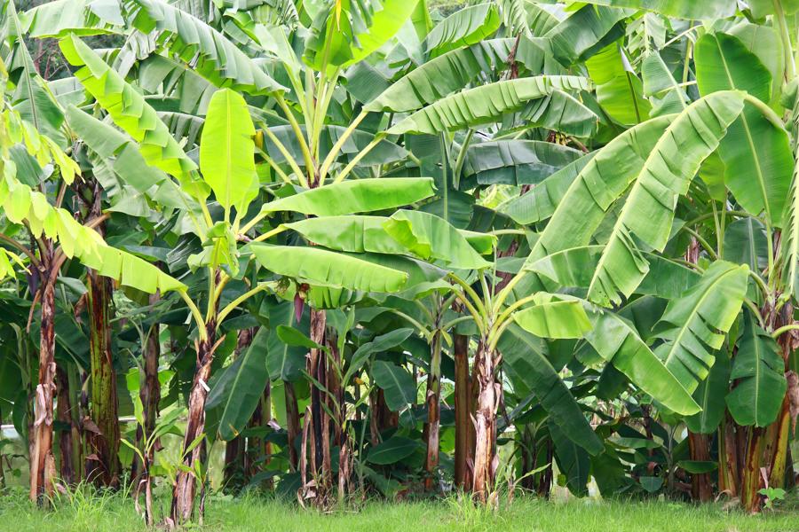 Banana types in Kerala