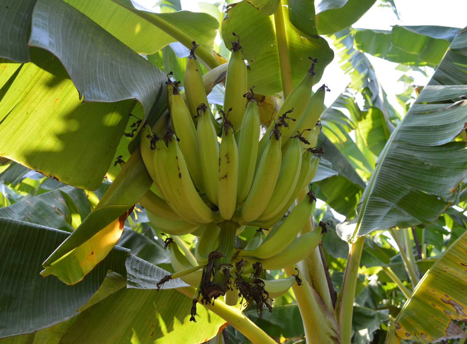 Robusta Banana Benefits Malayalam