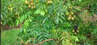 Ambazhanga (Hog Plum) – A popular sour fruit