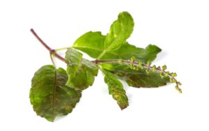 holy-basil-leaves-natureloc
