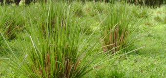 Vetiver (Cuscus Grass) – Ramacham Khuskhus grass with fragrant roots