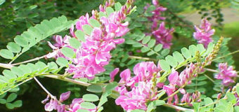 Indigo Plant (Neelayamari)- Herbal Remedy for Toxicities
