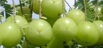 Indian Gooseberry (Nellikka-Amla) – Improves hair growth prevents greying of hair