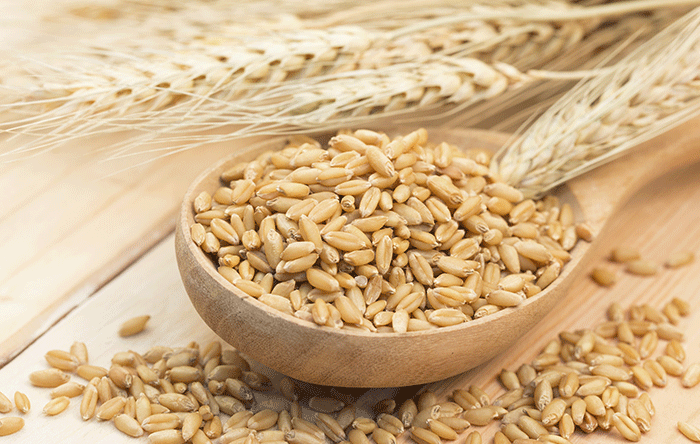 What Are The Benefits Of Eating Barley ? How To Cook ?