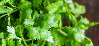 Top Benefits Of Coriander Leaf (Malliyila) – Cilantro