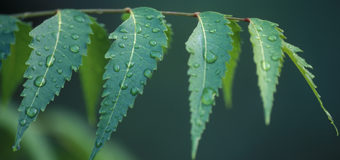 Top Benefits Of Neem Leaf (Ariveppila) – Indian Lilac