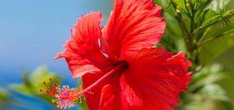 Why Use Hibiscus Leaves Powder (Thali Podi) For Your Hair – Healthy Hair