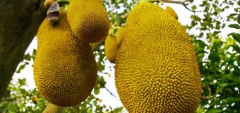 7 Reasons To Start Eating Jackfruit (Chakka) From Today