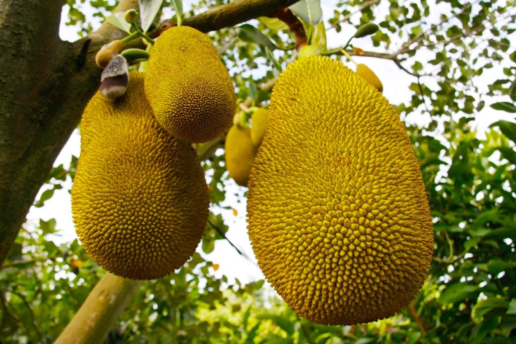 Jackfruit (Chakka)