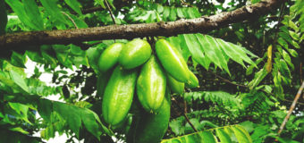 Bilimbi (Averhhoa Bilimbi) – Facts, Health Benefits, Uses And Side Effects