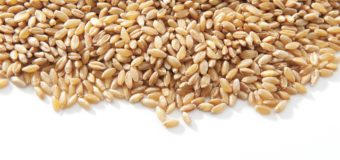 Wheat : 10 Powerful Health Benefits of Wheat You Need To Know