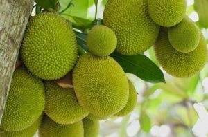 Jackfruit Seeds (Chakka Kuru)