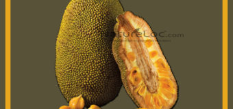 12 Spellbinding Benefits Of Jackfruit (Chakka) You Need To Know