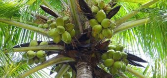 Coconut Cocos Nucifera C. nucifera L.-Tree of Life Naariyal