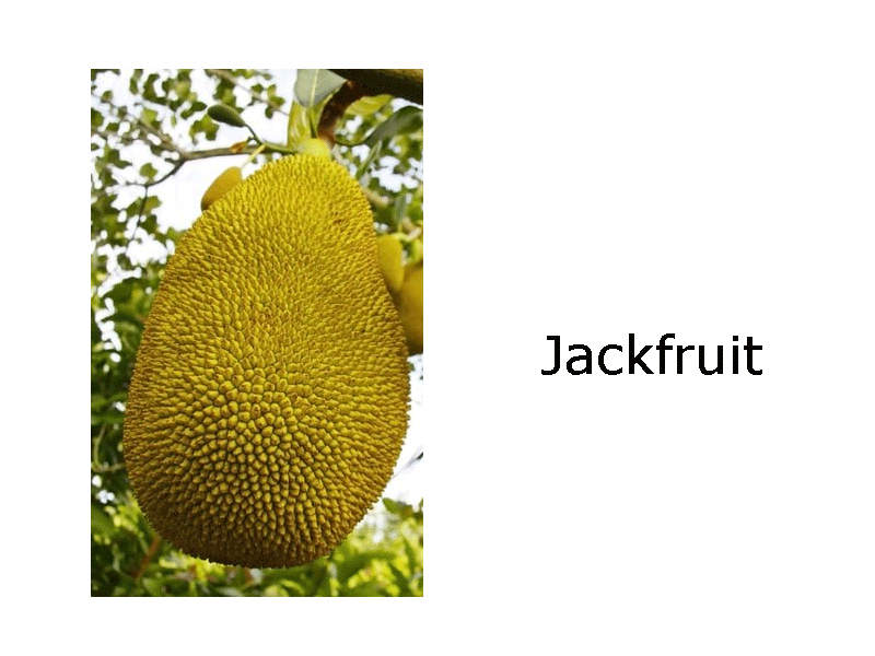 natureloc-jackfruit-flour-or-powder-1